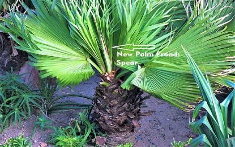 crown palms|palm frawns or palm fronds.